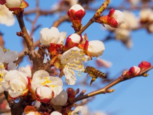 Bee in tree