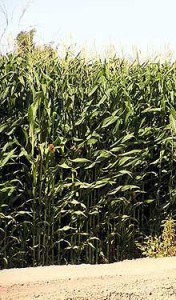 Modesto Corn Fields